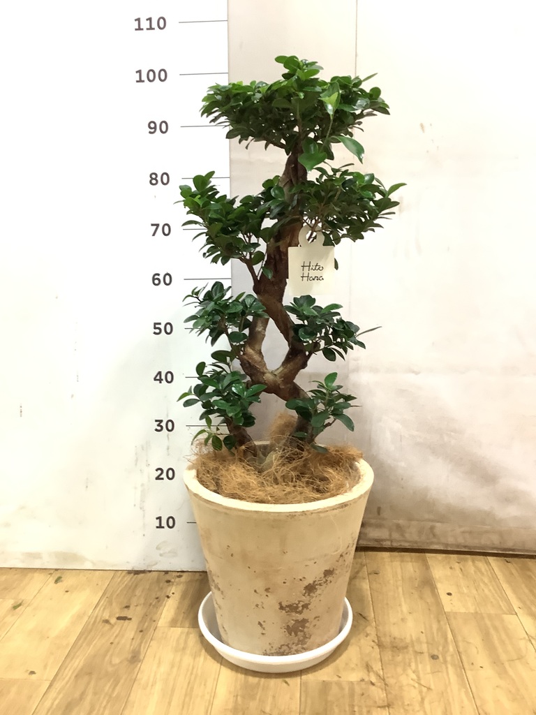 ガジュマル 8号 | 観葉植物通販HitoHana(ひとはな)
