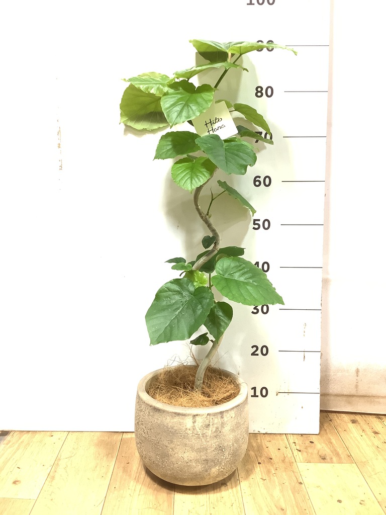 フィカス ウンベラータ | 観葉植物通販 HitoHana