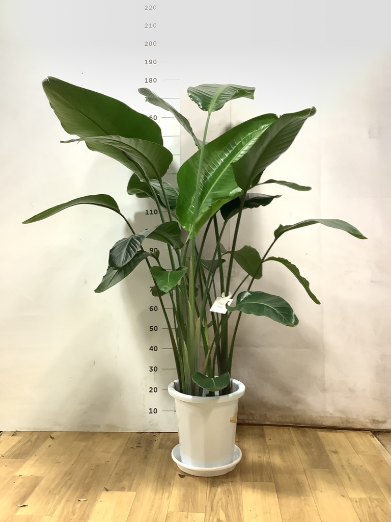 オーガスタ | 観葉植物の通販ならHitoHana（ひとはな）