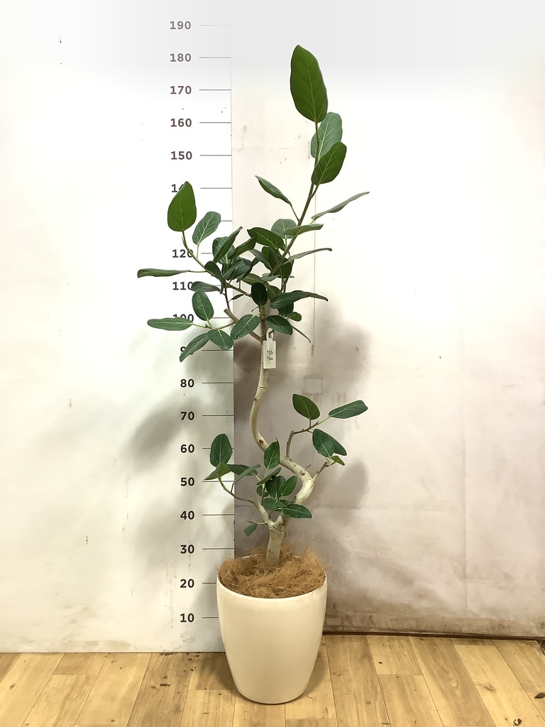 フィカス ベンガレンシス 1点もの（現品・現物） | 観葉植物 | 送料