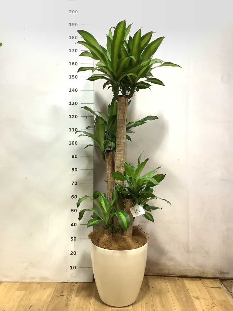 ドラセナ 10号 | 観葉植物の通販ならHitoHana（ひとはな）