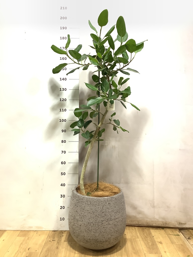 フィカス ベンガレンシス 10号 | 観葉植物通販 Hitohana（ひとはな）