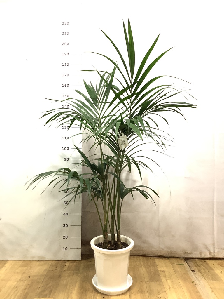 ケンチャヤシ | 観葉植物の通販ならHitoHana（ひとはな）