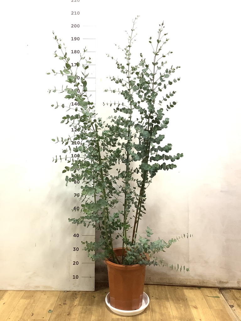 観葉植物 ユーカリ 10号 グニー ブリティッシュキューブ 付き | 観葉