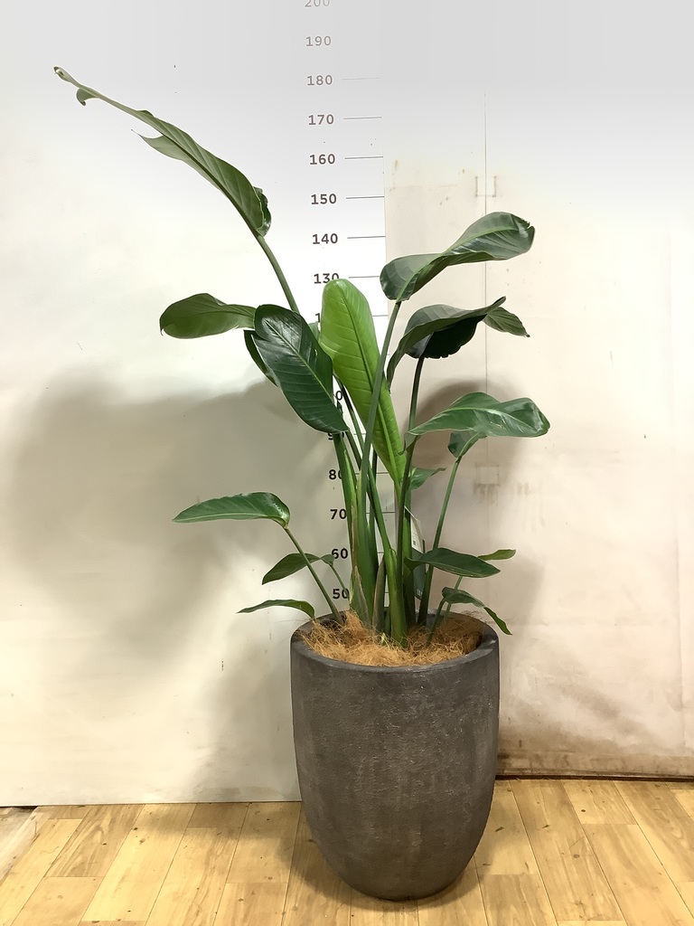 オーガスタ 1点もの（現品・現物） | 観葉植物通販HitoHana(ひとはな)