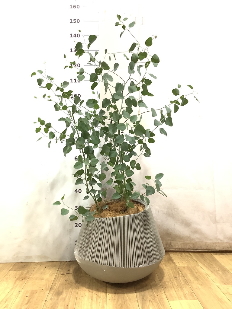 ユーカリ 8号 | 通販専門店 HitoHana（ひとはな）