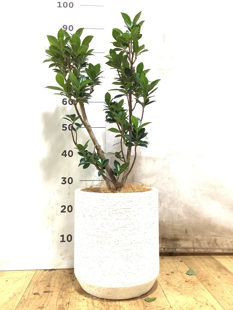 観葉植物 ガジュマル 6号 ベビーリーフ ラスターポット 付き | 観葉