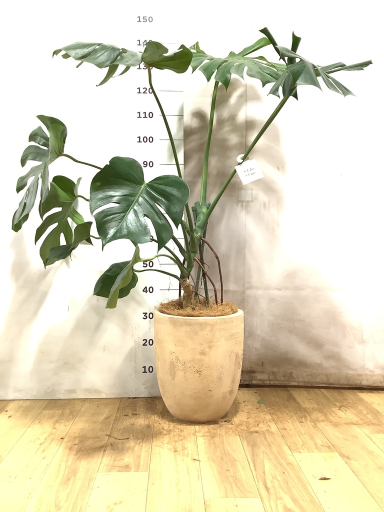 モンステラ 8号 | 観葉植物 | インテリアやギフトに - Hitohana（ひと