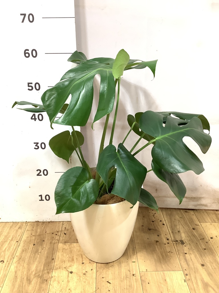 モンステラ 6号 | 観葉植物 | インテリアやギフトに - Hitohana（ひと