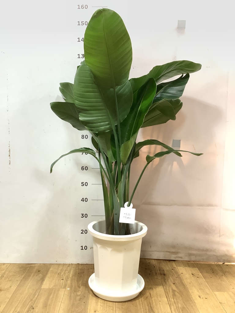 オーガスタ | 観葉植物の通販ならHitoHana（ひとはな）