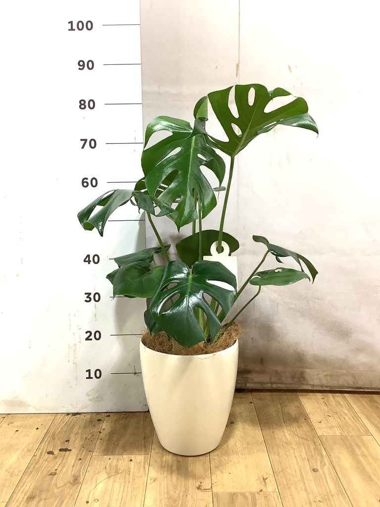 モンステラ 6号 | 観葉植物 | インテリアやギフトに - Hitohana（ひと