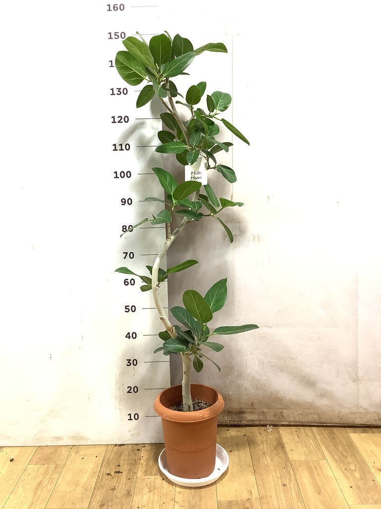フィカス ベンガレンシス 曲がり | 観葉植物の通販ならHitoHana