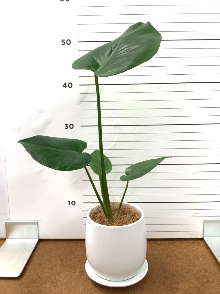 モンステラ 3号 | 観葉植物ならHitoHana