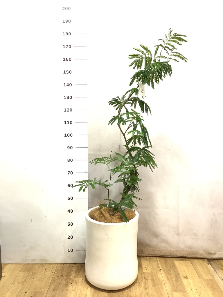 エバーフレッシュ 8号 | 観葉植物 | インテリアやギフトに - Hitohana