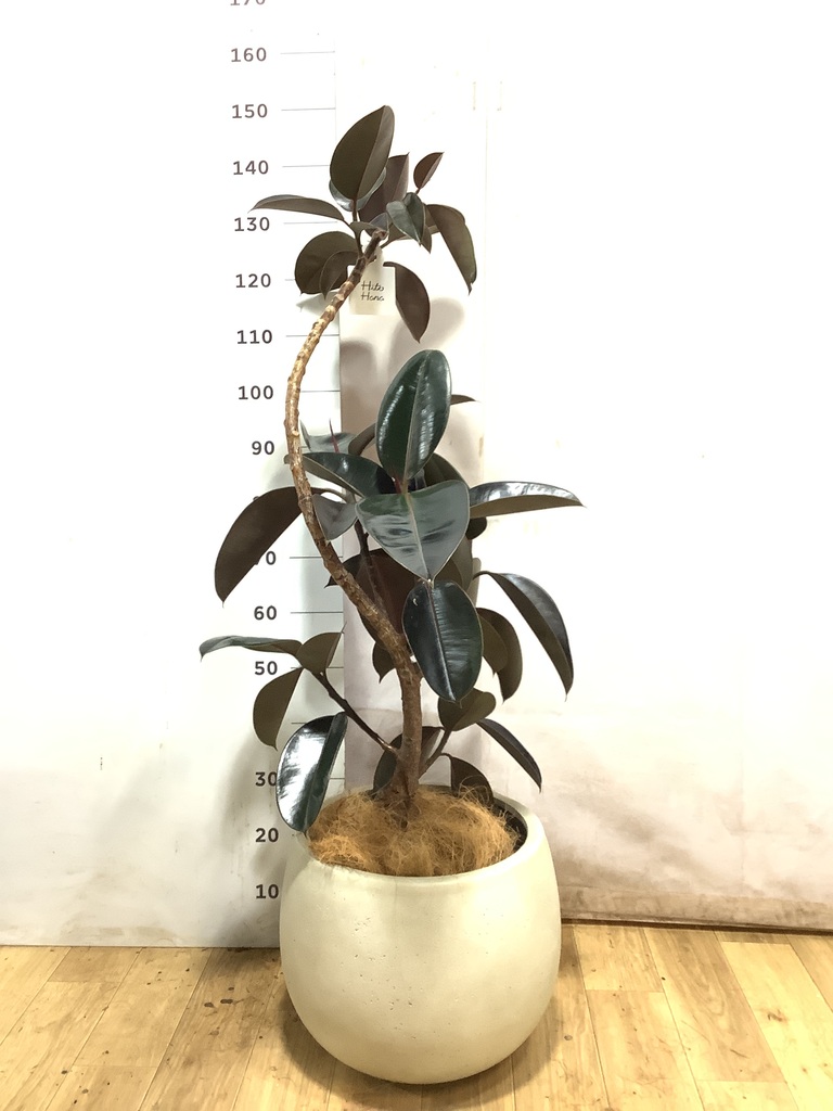 フィカス バーガンディ 1点もの（現品・現物） | 観葉植物 - HitoHana