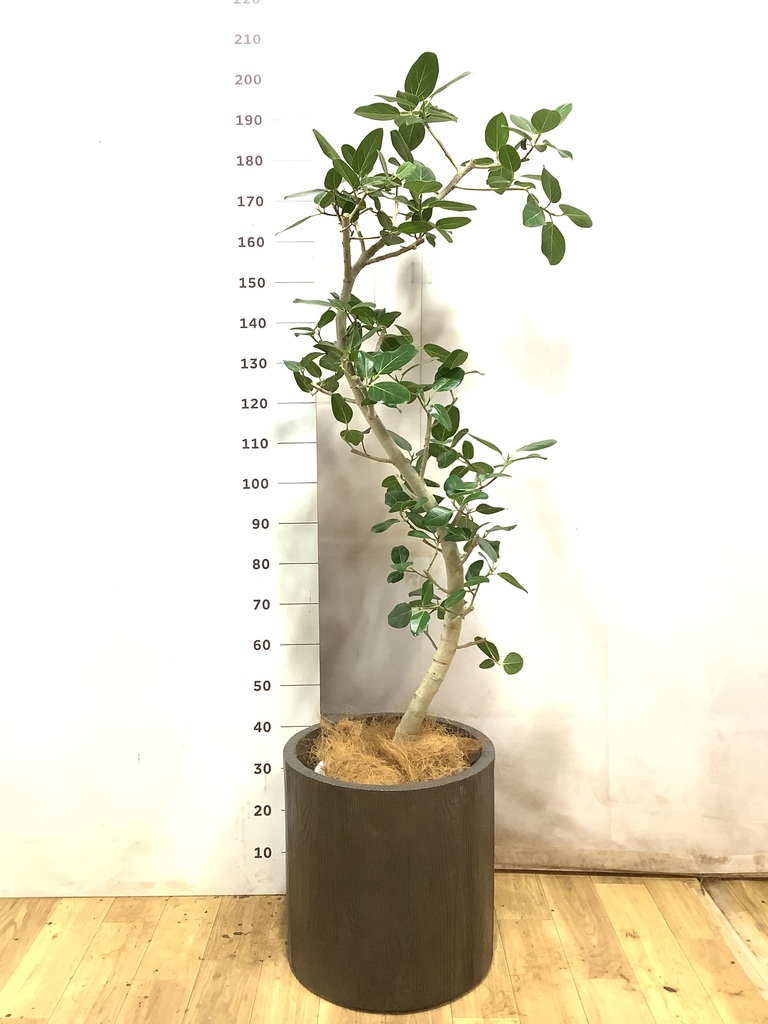 フィカス ベンガレンシス 曲がり | 観葉植物の通販ならHitoHana