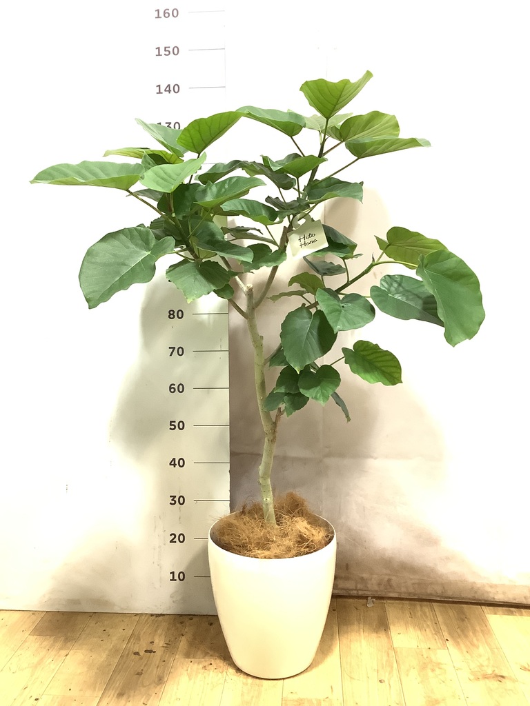 観葉植物 フィカス ウンベラータ 風水 | HitoHana（ひとはな）