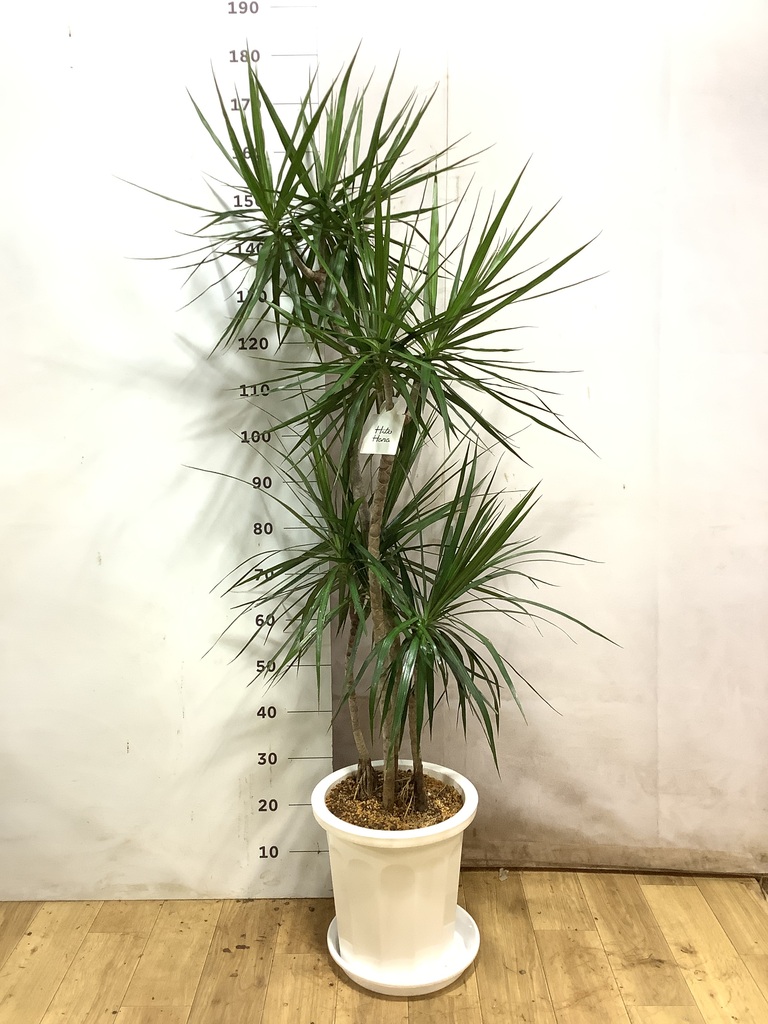 ドラセナ 10号 | 観葉植物の通販ならHitoHana（ひとはな）