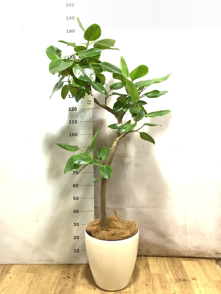 フィカス アルテシーマ | 観葉植物通販 HitoHana