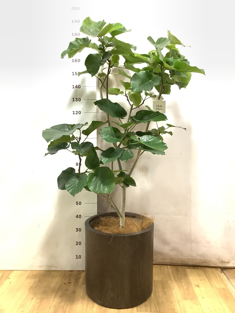 ウンベラータ 10号 | 観葉植物の通販ならHitoHana（ひとはな）