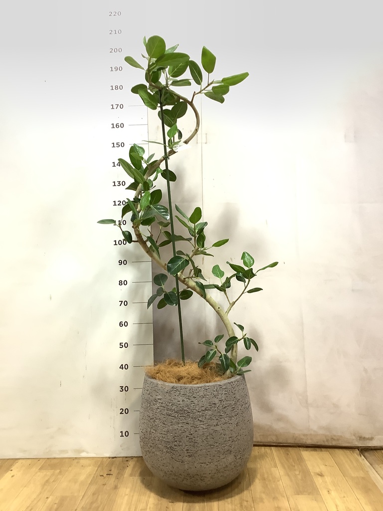 フィカス ベンガレンシス 曲がり | 観葉植物の通販ならHitoHana