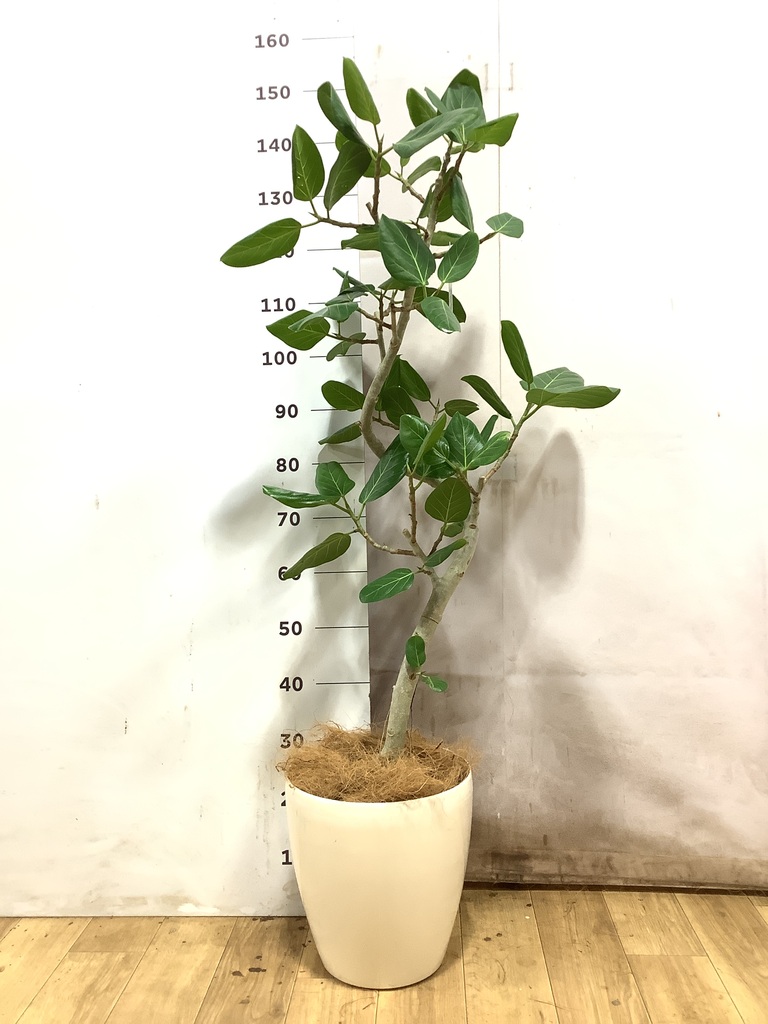 フィカス ベンガレンシス 曲がり | 観葉植物の通販ならHitoHana