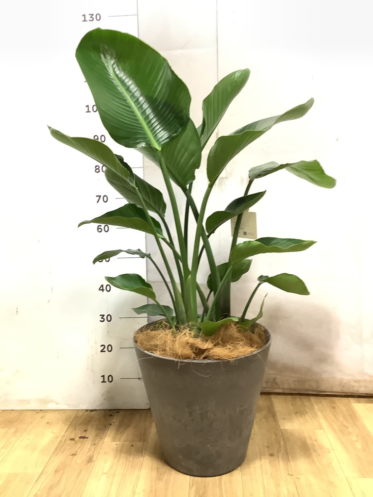 オーガスタ 8号 | 観葉植物の通販ならHitoHana