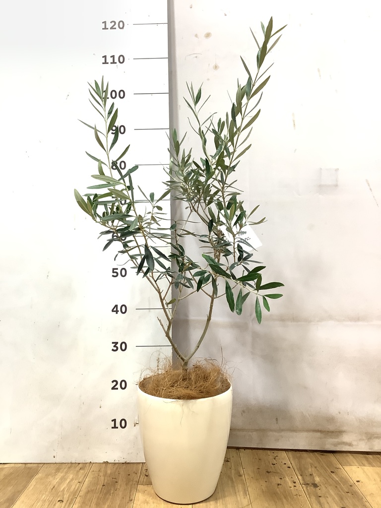 オリーブの木 6号 | 観葉植物 | 送料無料でお届け - Hitohana（ひとはな）