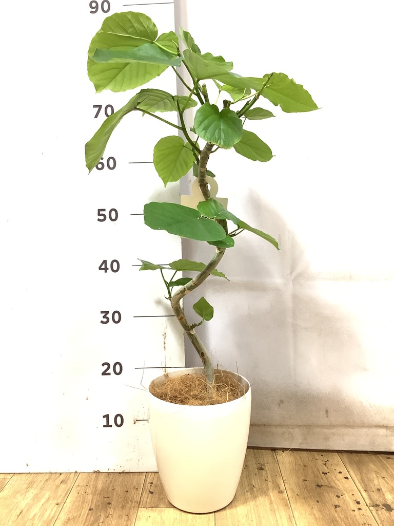 観葉植物 フィカス ウンベラータ 5号 曲り エトナ アリーナ 付き