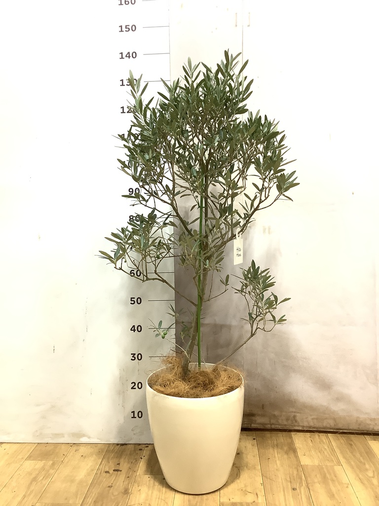 オリーブの木 | 観葉植物の通販ならHitoHana（ひとはな）