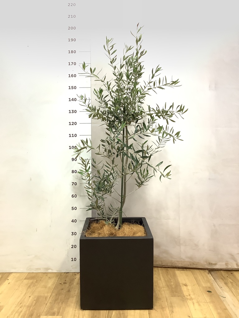オリーブの木 1点もの（現品・現物） | 観葉植物通販HitoHana(ひとはな)