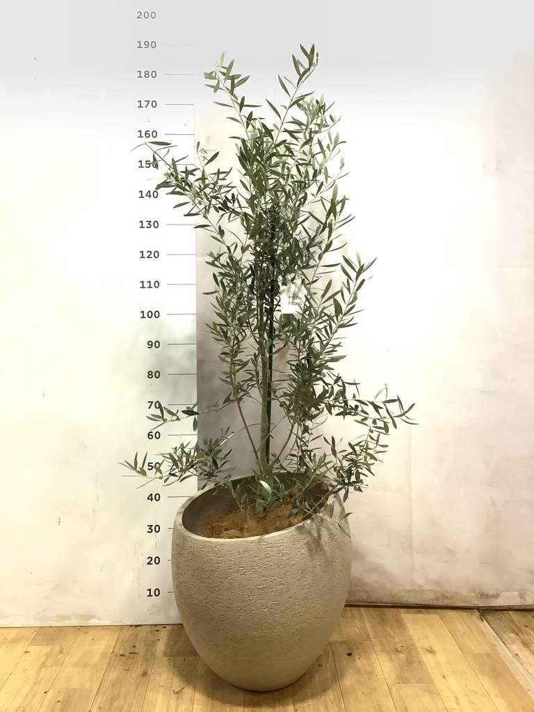 オリーブの木 10号 | 観葉植物 | 送料無料でお届け - Hitohana（ひとはな）