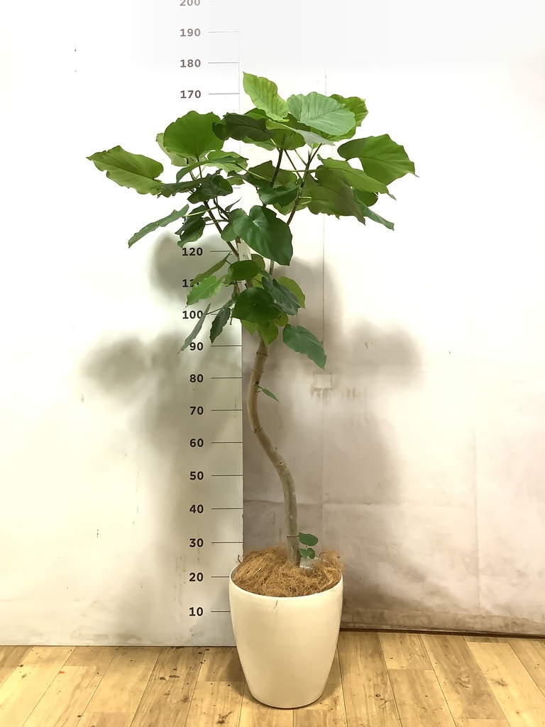 フィカス ウンベラータ ストレート | 観葉植物 | HitoHana（ひとはな）