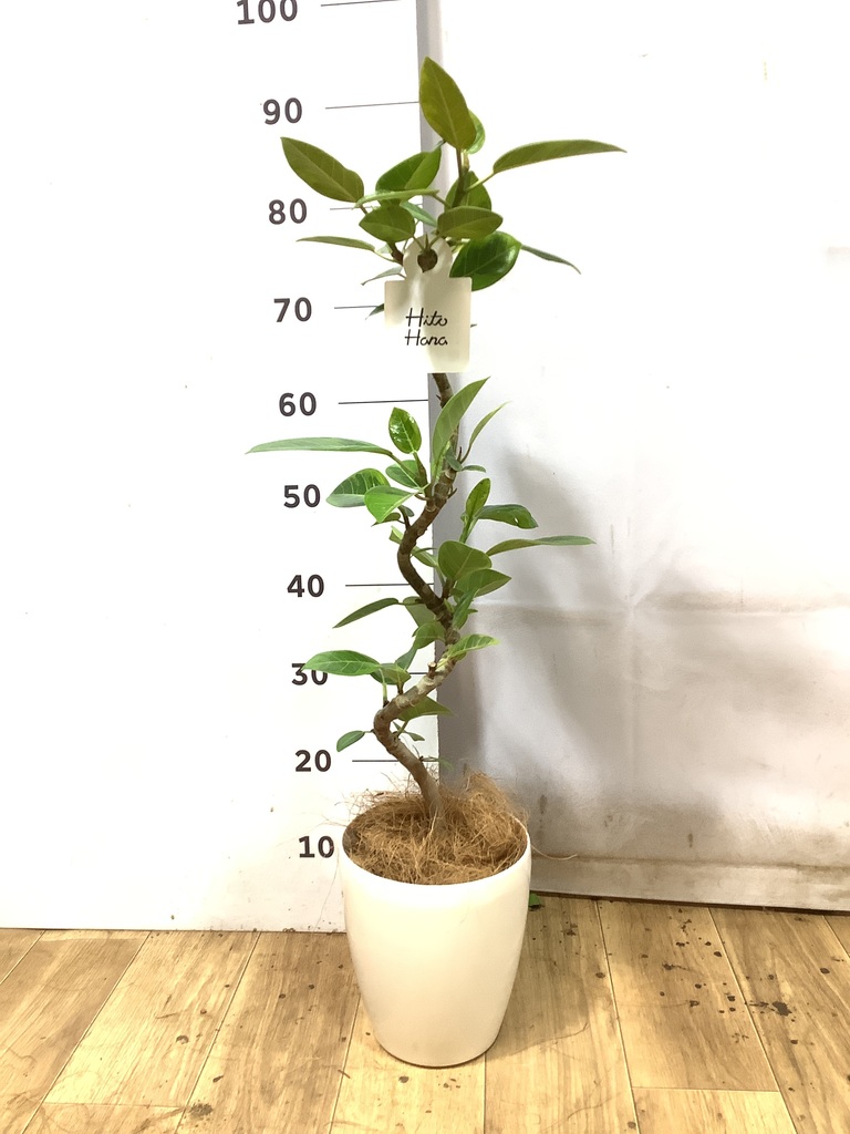 フィカス アルテシーマ | 観葉植物通販 HitoHana