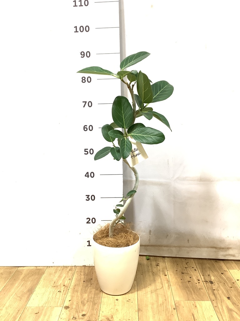 フィカス ベンガレンシス 1点もの（現品・現物） | 観葉植物 | 送料