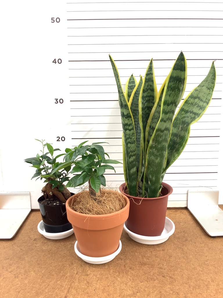 観葉植物 初心者にもおすすめお試し3点セット（サンスベリア 4号