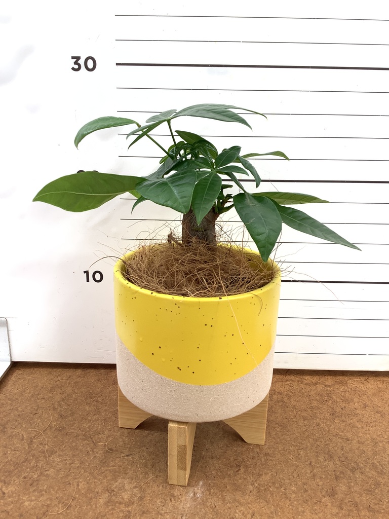 パキラ 1点もの | 観葉植物の通販ならHitoHana（ひとはな）