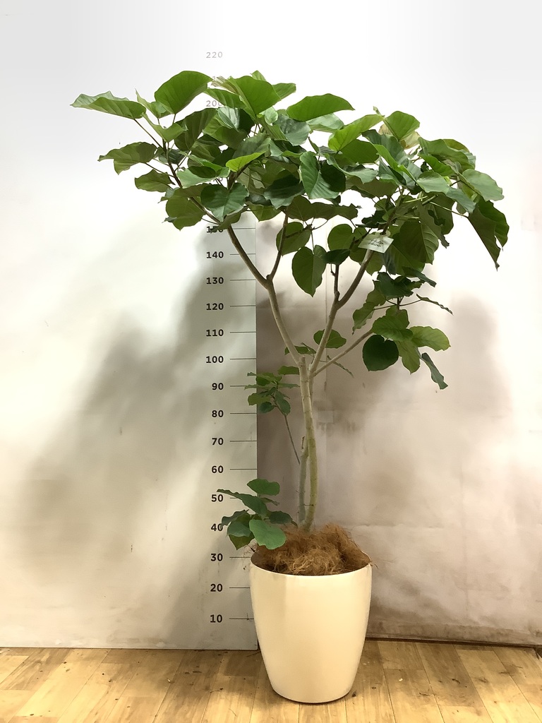 ウンベラータ 10号 | 観葉植物の通販ならHitoHana（ひとはな）