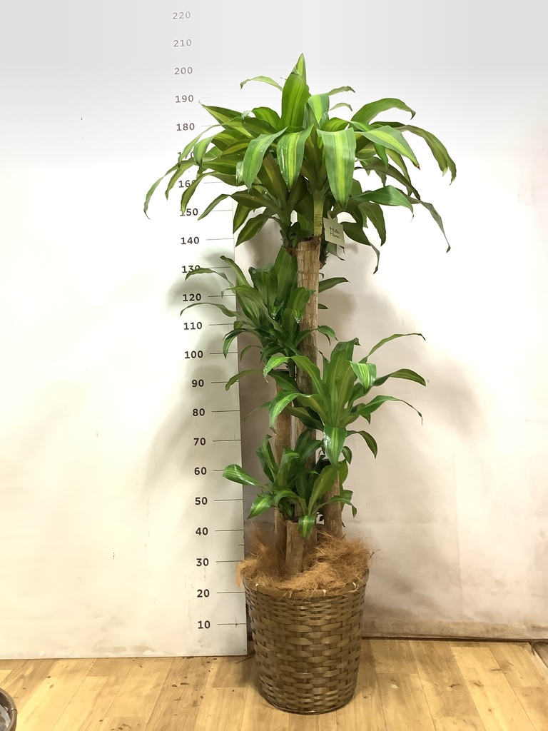 ドラセナ 10号 | 観葉植物の通販ならHitoHana（ひとはな）
