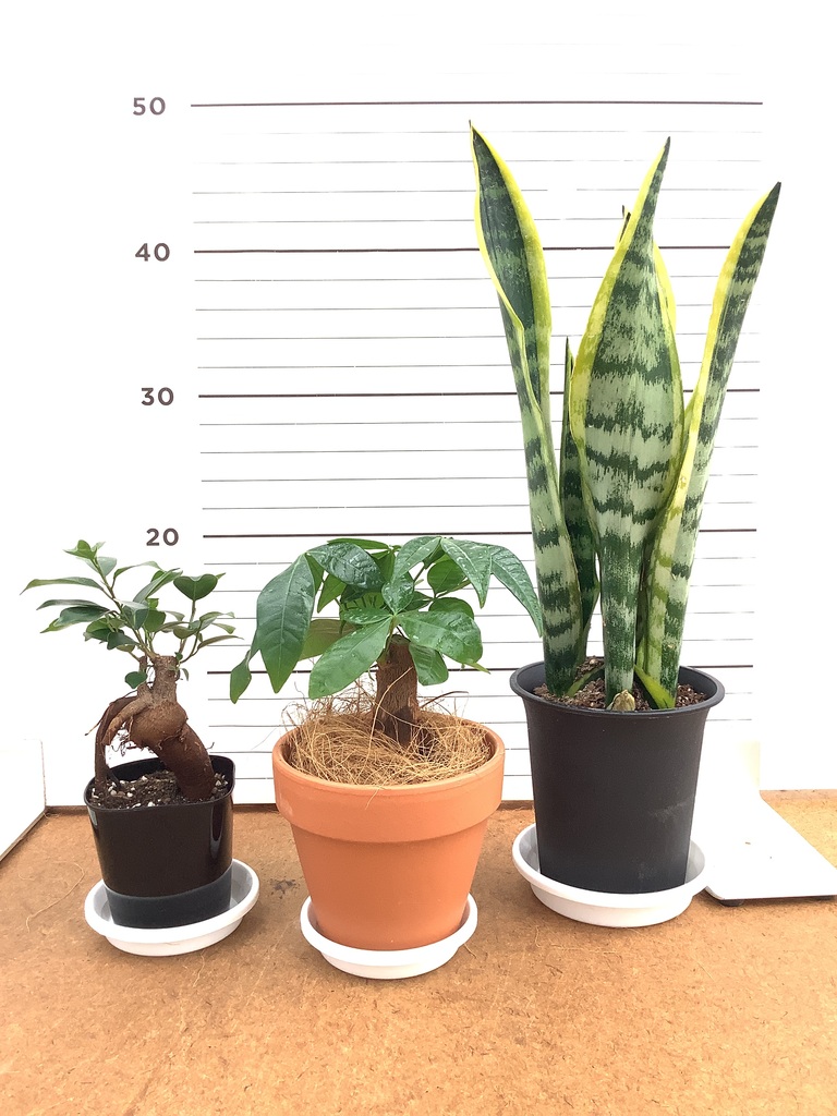 パキラ 1点もの | 観葉植物の通販ならHitoHana（ひとはな）