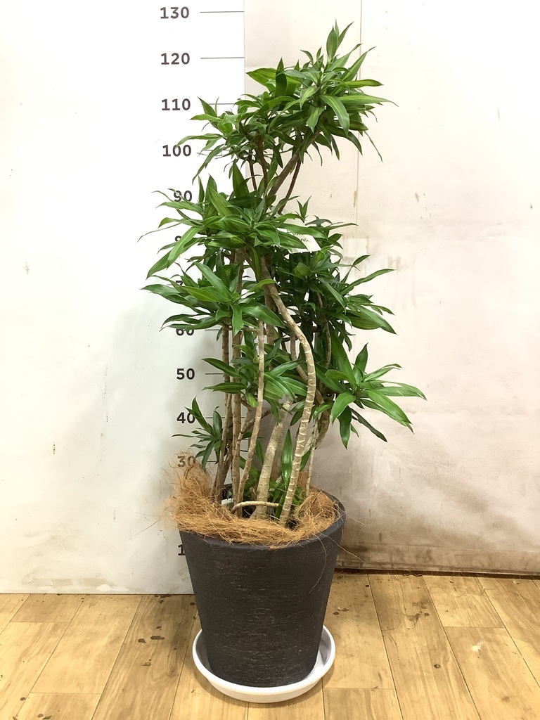 ドラセナ 8号 | 観葉植物の通販ならHitoHana（ひとはな）