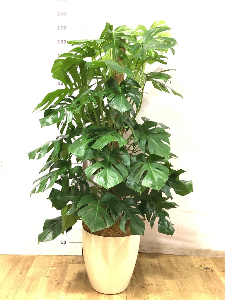 モンステラ 観葉植物 10号 ※愛知まで取り来れる方限定 観葉植物