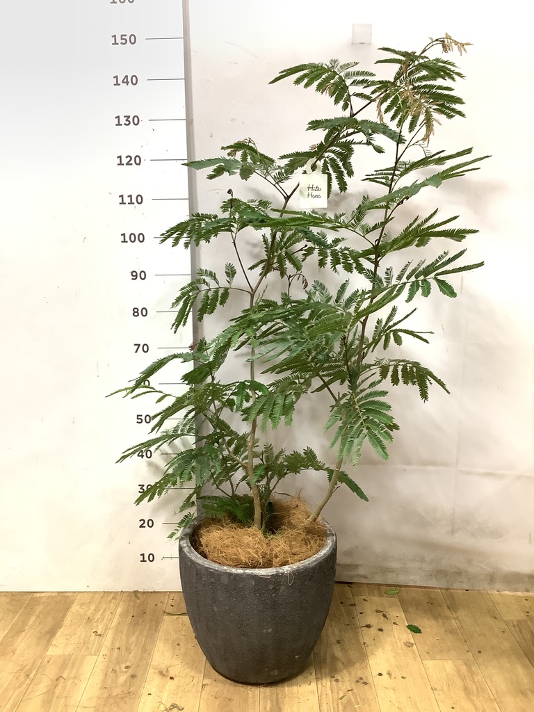 エバーフレッシュ 8号 | 観葉植物 | インテリアやギフトに - Hitohana