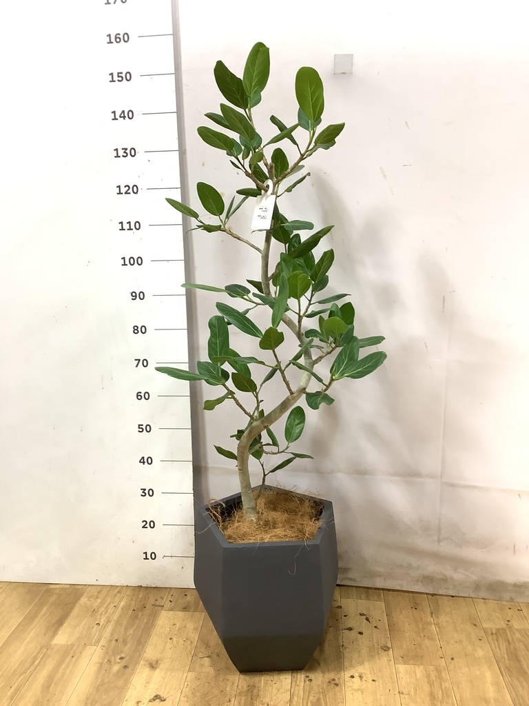 フィカス ベンガレンシス 8号 | 観葉植物通販 Hitohana（ひとはな）