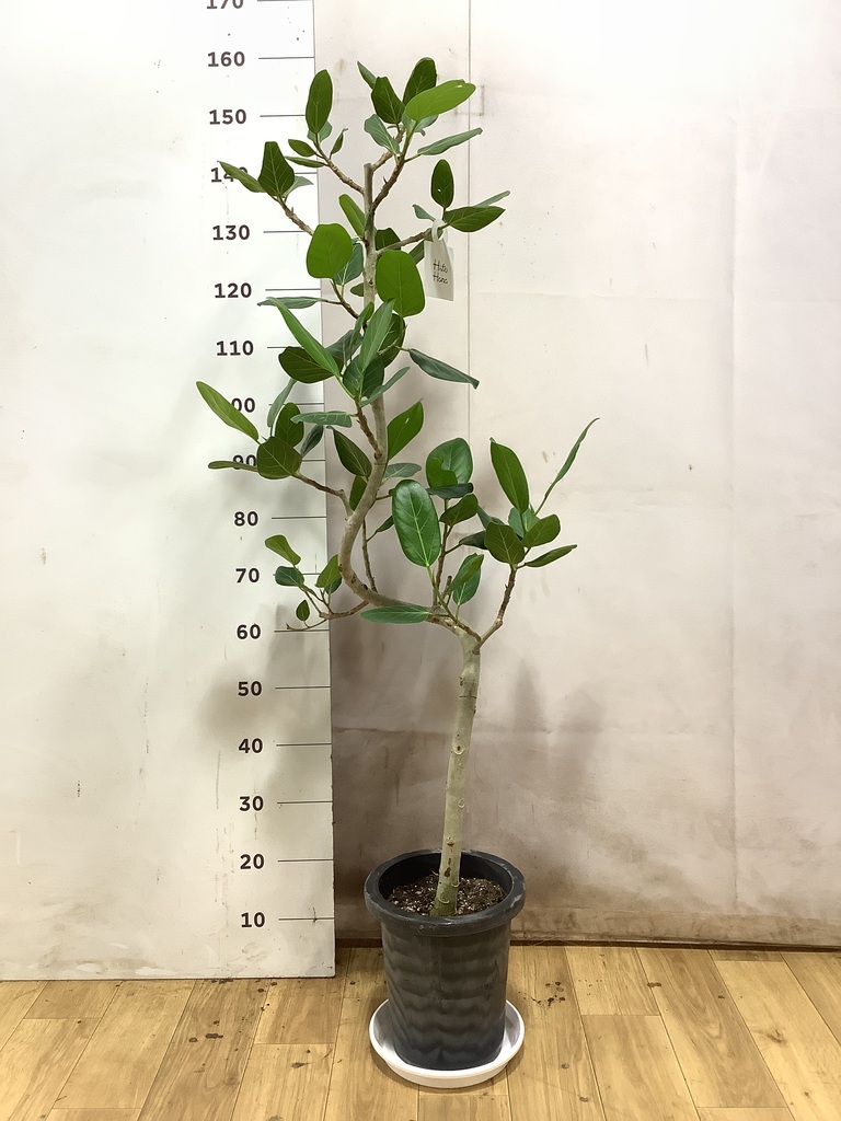 フィカス ベンガレンシス 8号 | 観葉植物通販 Hitohana（ひとはな）
