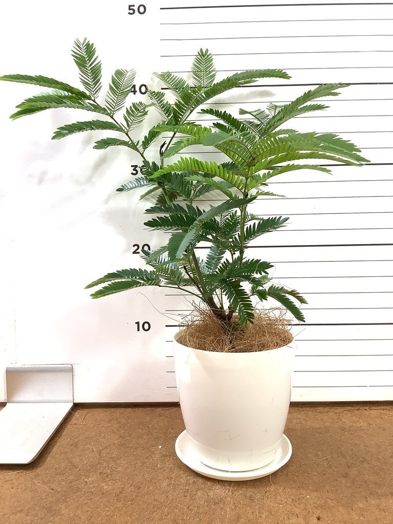エバーフレッシュ 4号 | 観葉植物 | インテリアやギフトに - Hitohana
