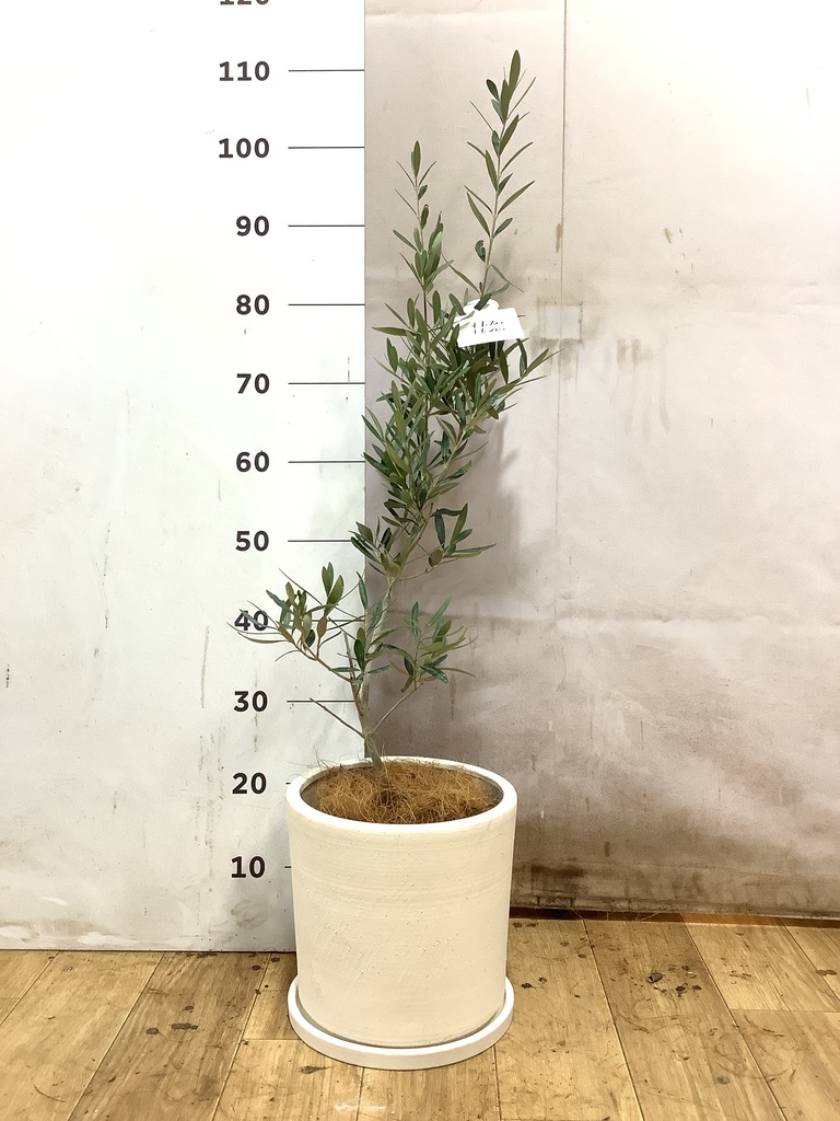 オリーブの木 6号 | 観葉植物 | 送料無料でお届け - Hitohana（ひとはな）