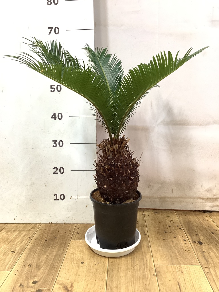 ソテツ | 観葉植物の通販ならHitoHana（ひとはな）