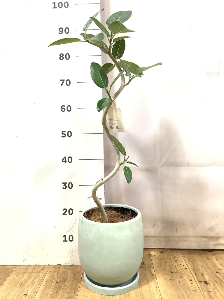 フィカス ベンガレンシス | 観葉植物の通販ならHitoHana
