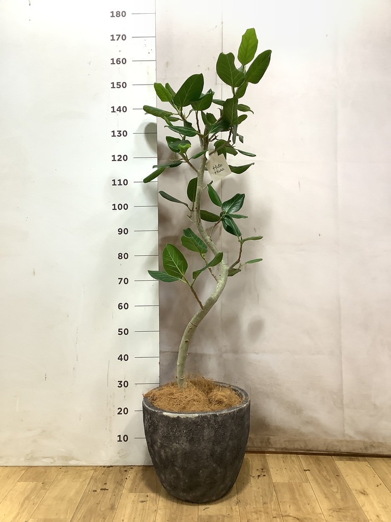 観葉植物 フィカス ベンガレンシス　155cm・8号 フィカス ベンガレンシス 8号 | 観葉植物通販 Hitohana（ひとはな）